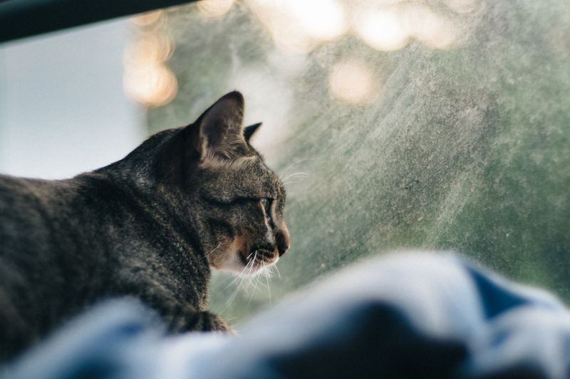 cat, mammal, whiskers, small to medium sized cats, cat like mammal, fauna cat, mammal, whiskers, small to medium sized cats, cat like mammal, fauna