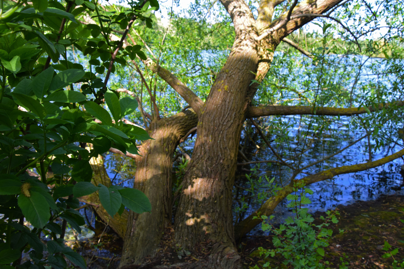 Skov, blomster, by, by-, parkere, afdeling, grøn, Sverige, egetræ, træ, efterår, blad, blomst, plante, fugl, flora, malmø, Pildammsparken, skov, fremstille, botanik, jord plante, blomstrende plante, vedplante, bagagerum, løvfældende, platantræ familie