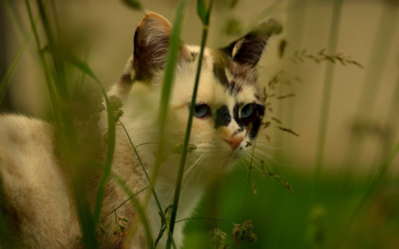 Gesicht, Katze, Whiskers, Natur, Gras, Tierwelt Gesicht, Katze, Whiskers, Natur, Gras, Tierwelt