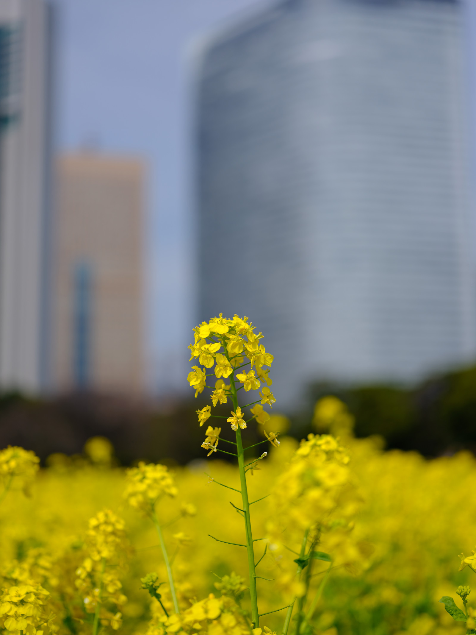 ญี่ปุ่น, แสงแดด, สวน, ฟิลด์, การถ่ายภาพ, สีเขียว, สีเหลือง, โตเกียว, fujifilm, Jp, Rapeseed, ดอกไม้, ปลูก, พืช, ฟูจิ, ทุ่งหญ้า, ฟูจินอน, gf, gf63mm, gf63mmf28rwr, gfx, gfx50s, Hamarikyu, hamarikyugardens, ดอกไม้ป่า, ผลิต, โรงงานที่ดิน, พืชดอก, ใกล้ชิด, การถ่ายภาพมาโคร, Braseriaica