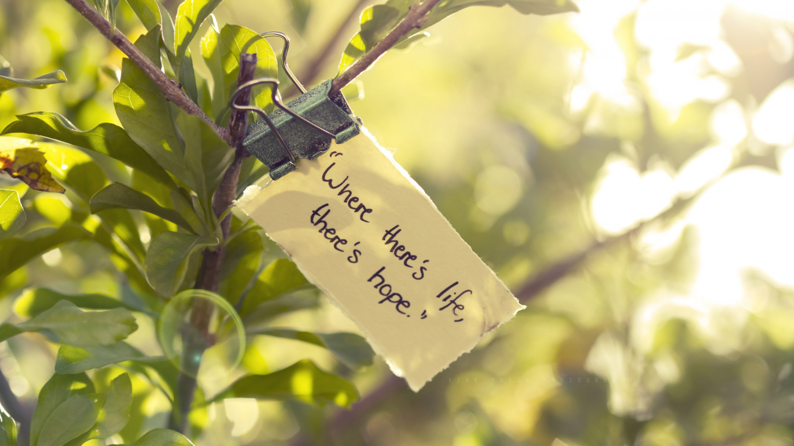 sollys, blade, natur, planter, typografi, afdeling, grøn, gul, morgen, blomst, forår, træ, efterår, blad, blomst, plante, sæson, flora, botanik, vedplante