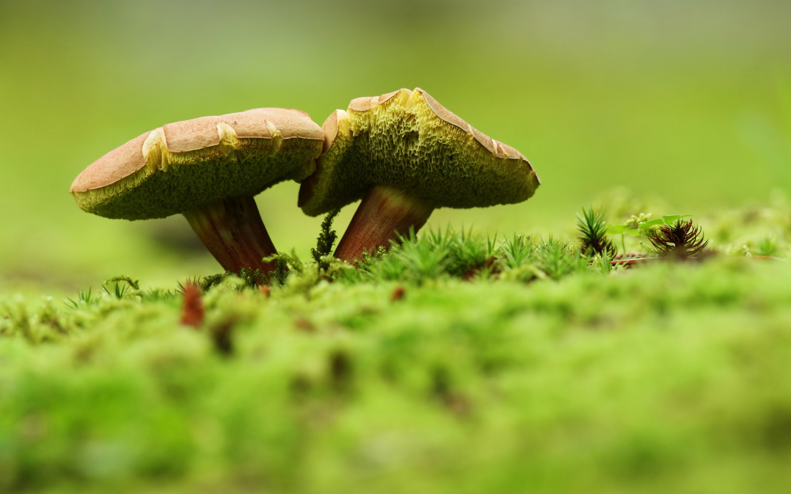 2560x1600 piksel, yeşil, makro, mantar, doğa