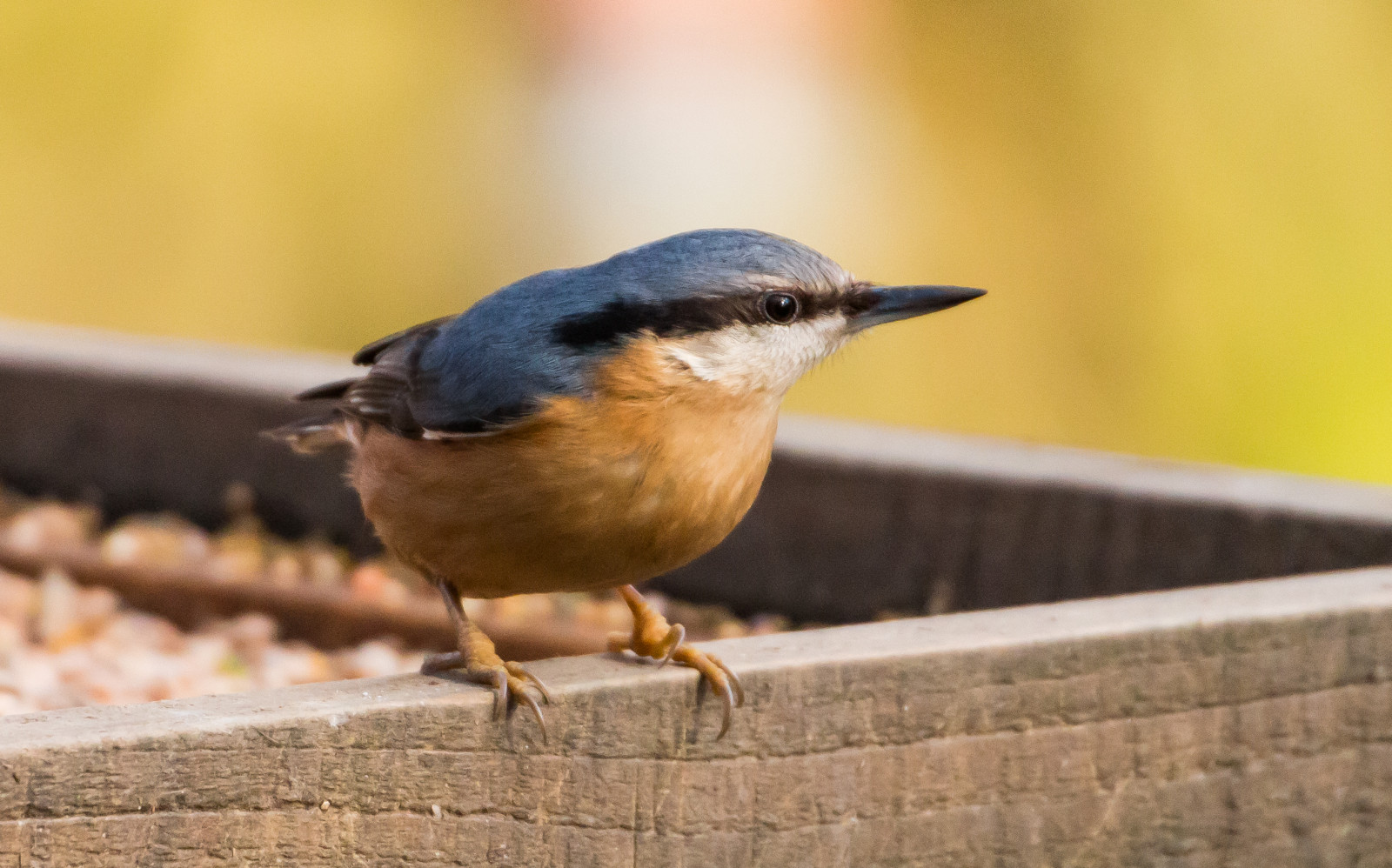 mad, vinter, kold, dyreliv, næb, Yorkshire, dæmning, FODER, dyr, fugl, vild, robin, fauna, bluebird, siddepinde fugl, hvirveldyr, tæt på, fluesnappere, kvækerfinke, Emberizidae, gærdesmutte, spætmejse, ywt, adel