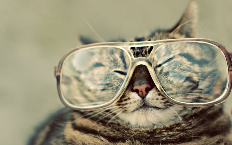 cat, portrait, sunglasses, glasses, photography, cool cat, portrait, sunglasses, glasses, photography, cool