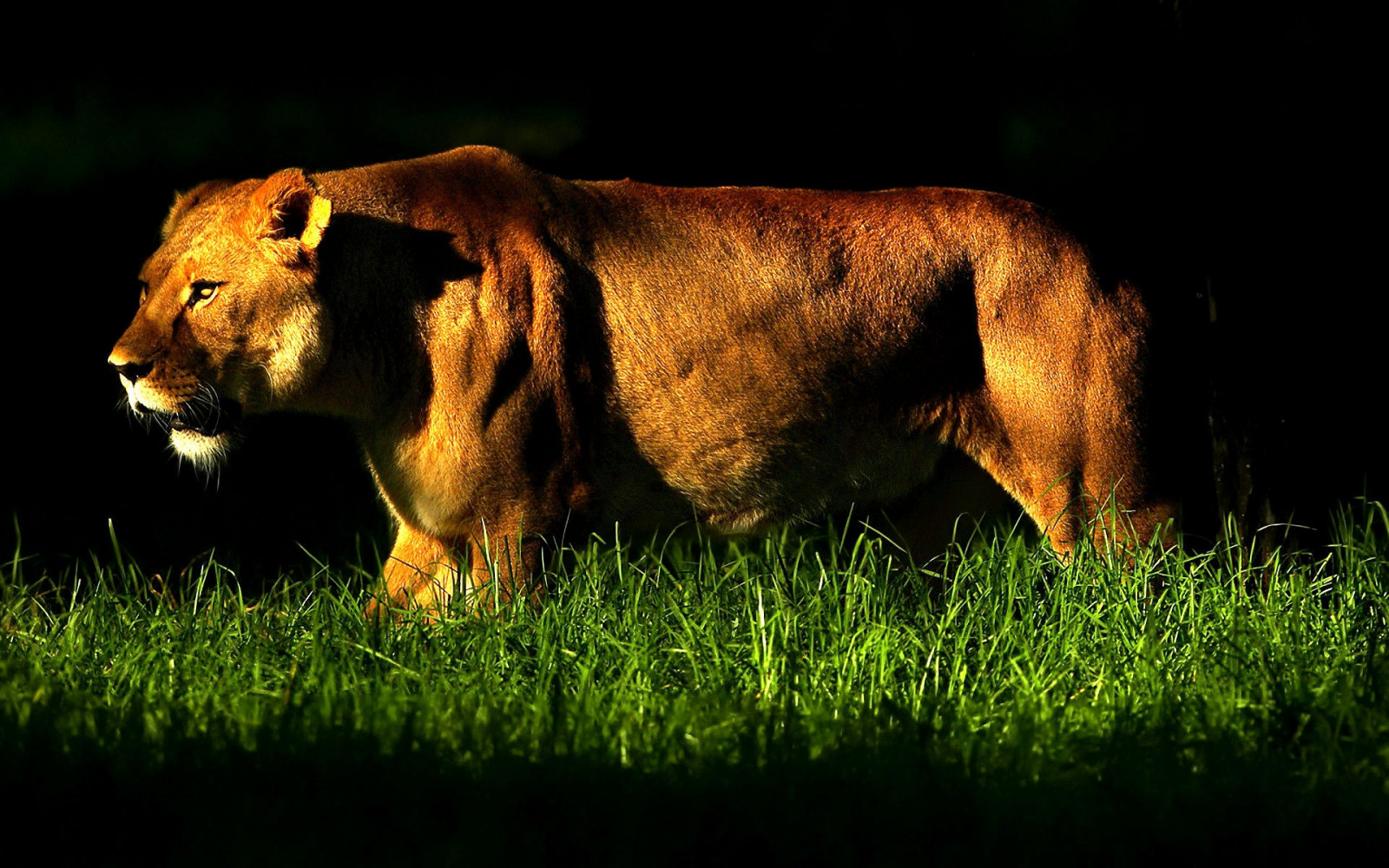 1920x1200 px, zvěř, tráva, lvi, slunečnímu záření, divoký