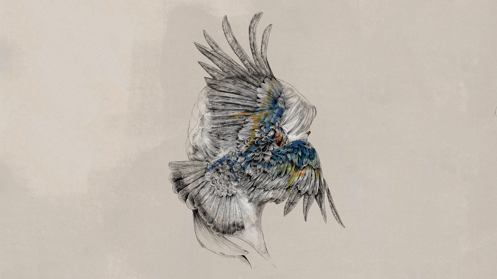 disegno, Ali, opera d'arte, piume, aquila, Monstercat, Tut tut Bambino, uccello, ala, schizzo, 1920x1080 px, appollaiati uccelli