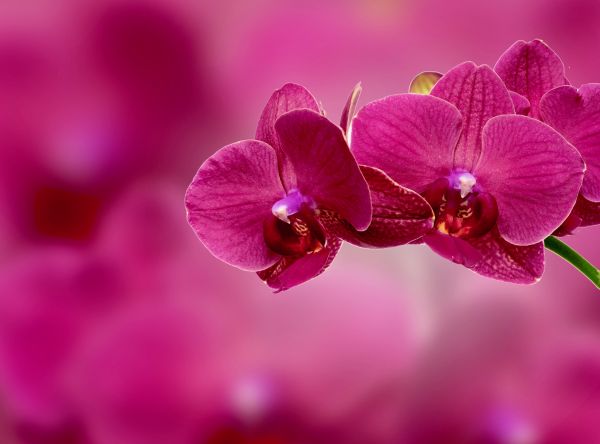 flower,petals,pink,orchid