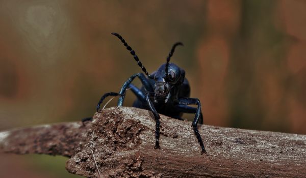 nature,wildlife,photography,insect,mustache,Beetle