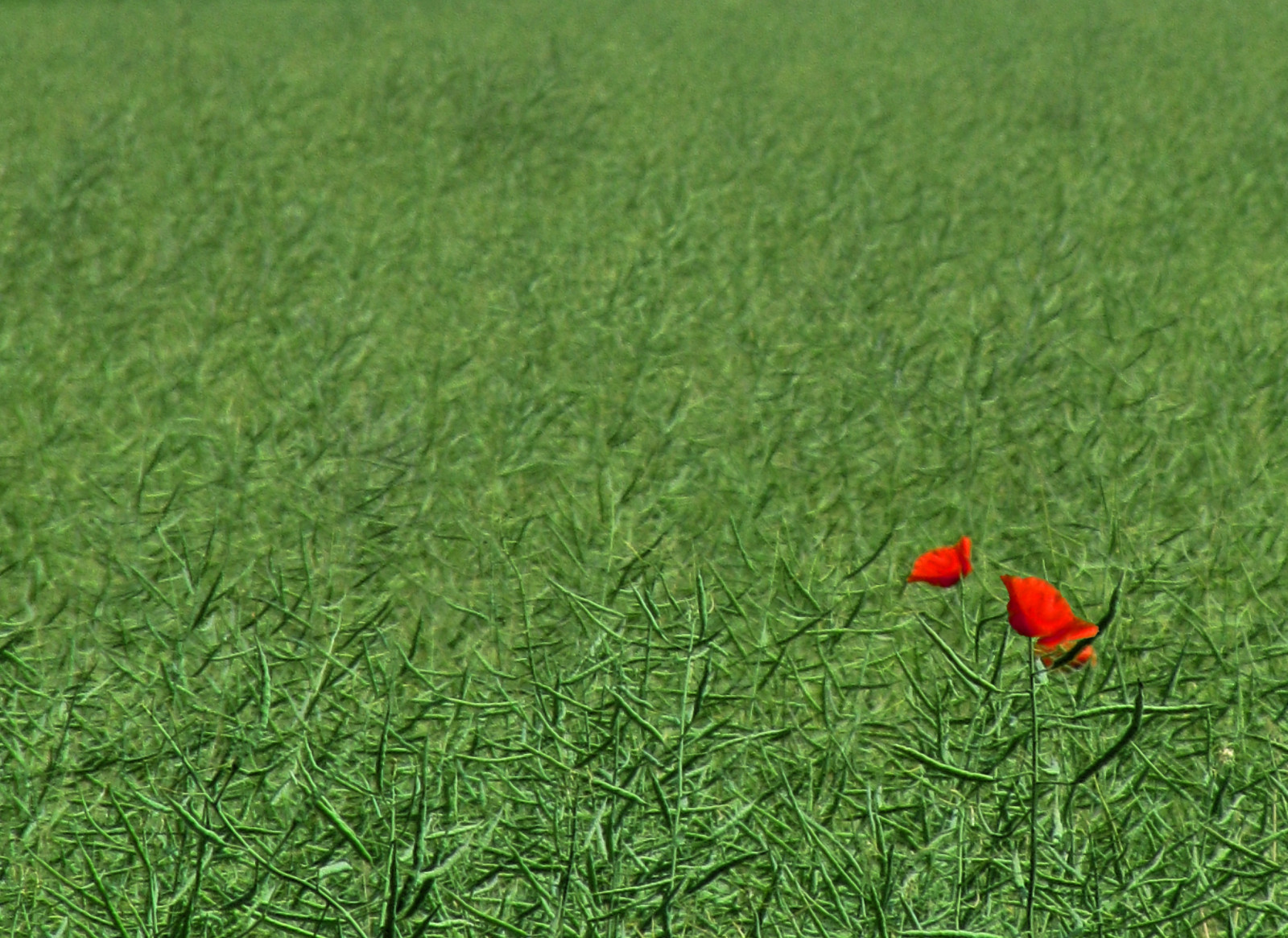 Červené, Itálie, rostliny, rostlina, Milán, verde, zelená, pole, tráva, venkov, Italia, Milano, znásilnění, Campagna, erba, mák, vlčí mák, campo, zemědělství, piante, rosso, lombardia, Papaveri, pianta, Agricoltura, Papavero, Cuggiono, Ravizzone, Canonpowershotsx1is, flickraward5