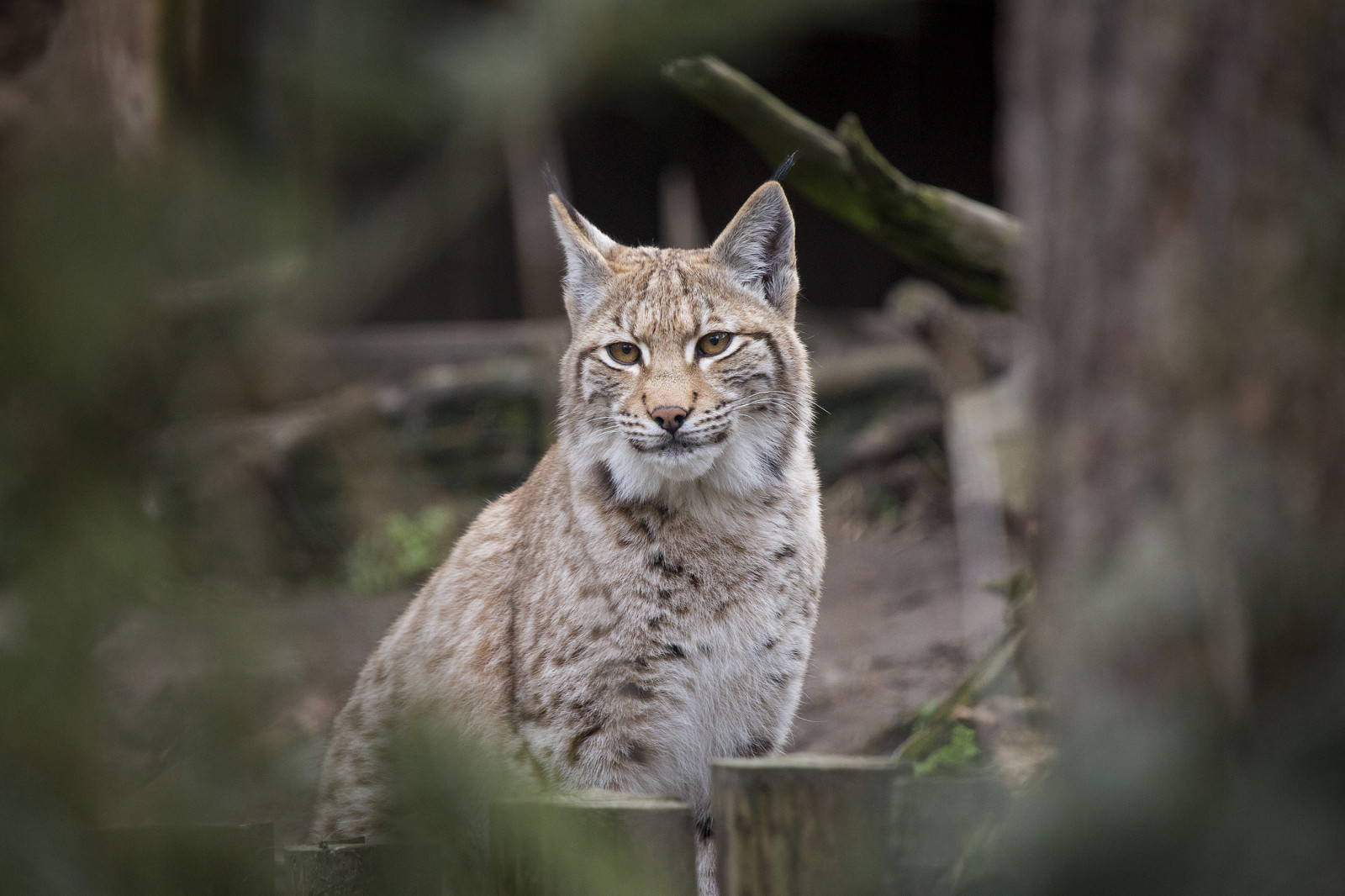 zvěř, tráva, tygr, Volně žijících živočichů, Kánon, zoologická zahrada, kníry, rys, Magdeburg, divoká kočka, Lowe, Nashorn, zvíře, divoký, rys, fauna, savec, řada, 5dmkiii, Zvířata, kočka jako savci, čenich, malé až středně velké kočky, carnivoran, organismus, tierpark, affen, katta, Gef hrlich, Zoomagdeburg, Weisel wen, terrestrial animal