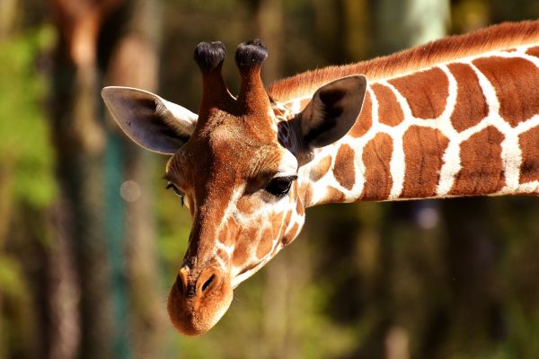 muzzle,spotted,giraffe