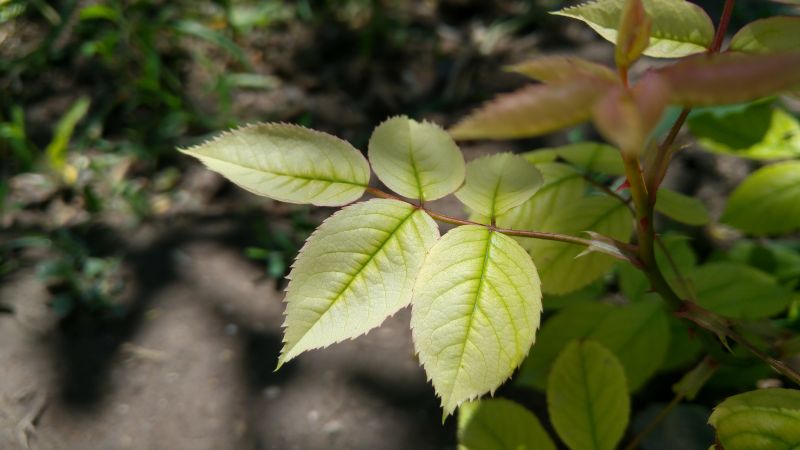 Ánh sáng mặt trời, lá, thiên nhiên, cây, chi nhánh, màu xanh lá Ánh sáng mặt trời, lá, thiên nhiên, cây, chi nhánh, màu xanh lá