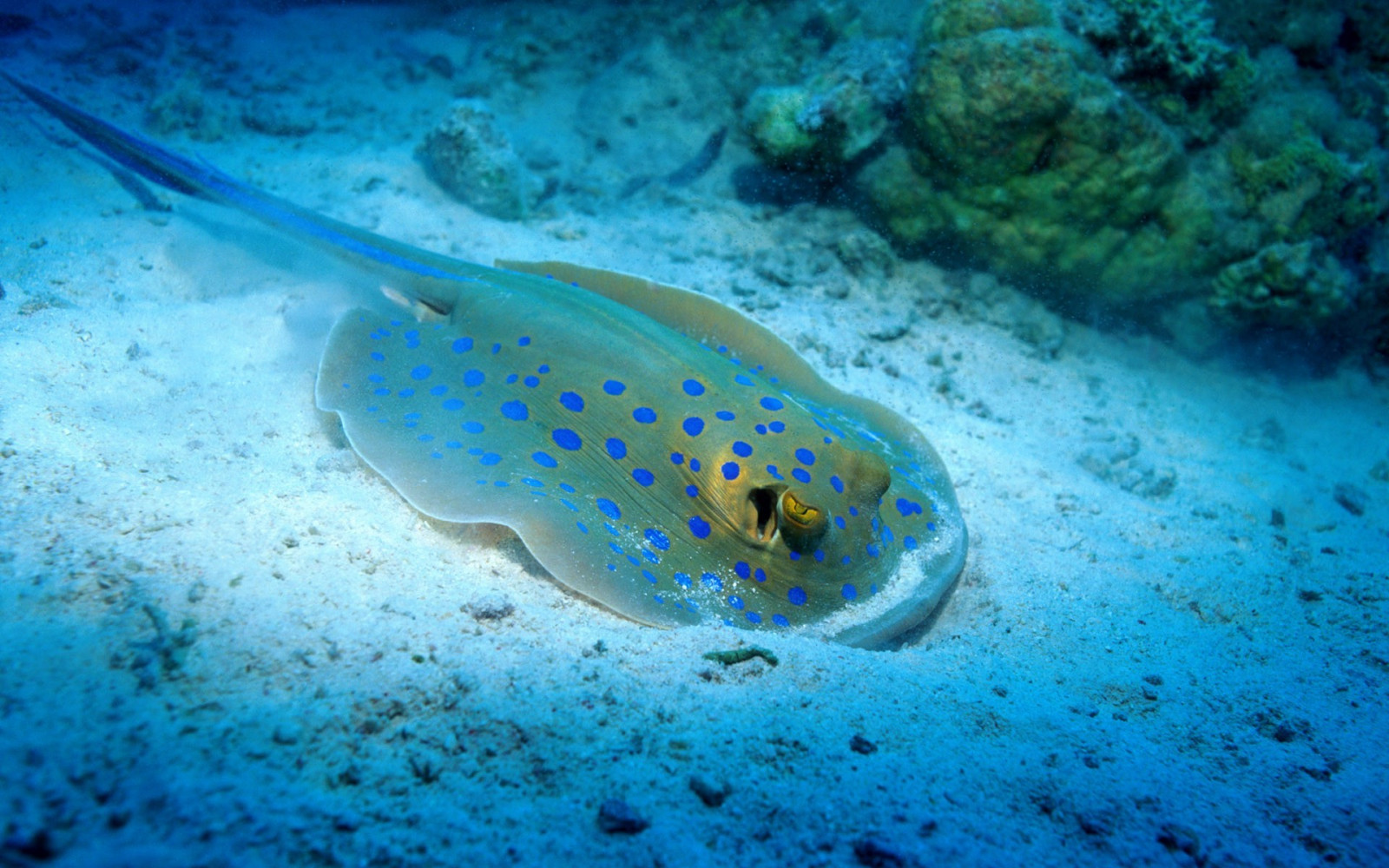 zvěř, moře, Ryba, Pod vodou, korálový útes, potápění, biologie, oceán, útes, 1920x1200 px, mořská biologie, vodní sport, korálový útes fish