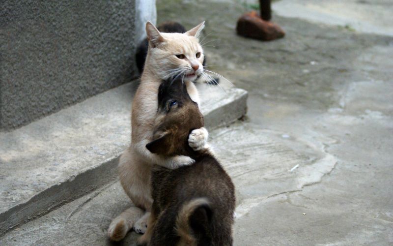 kedi,Hayvanlar,Hayvanat bahçesi,fauna,memeli,2560x1600 piksel