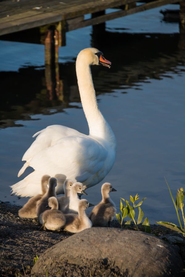 water,nature,reflection,wildlife,swan,beak