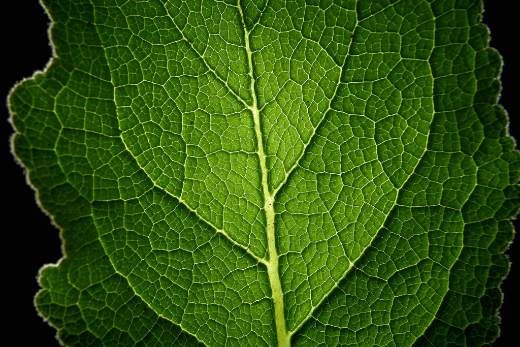 Černá, abstraktní, fotografování, detailní, makro, zelená, uvnitř, vzor, Sony, Austrálie, žíly, bylina, Canberra, list, květ, rostlina, Pozadí, flóra, detail, sluneční, gumák, A6000, panel, botanika, suchozemská rostlina, kvetoucí rostlina, keř, jednoletá rostlina, závod stonek, akt, světelný box, okrást