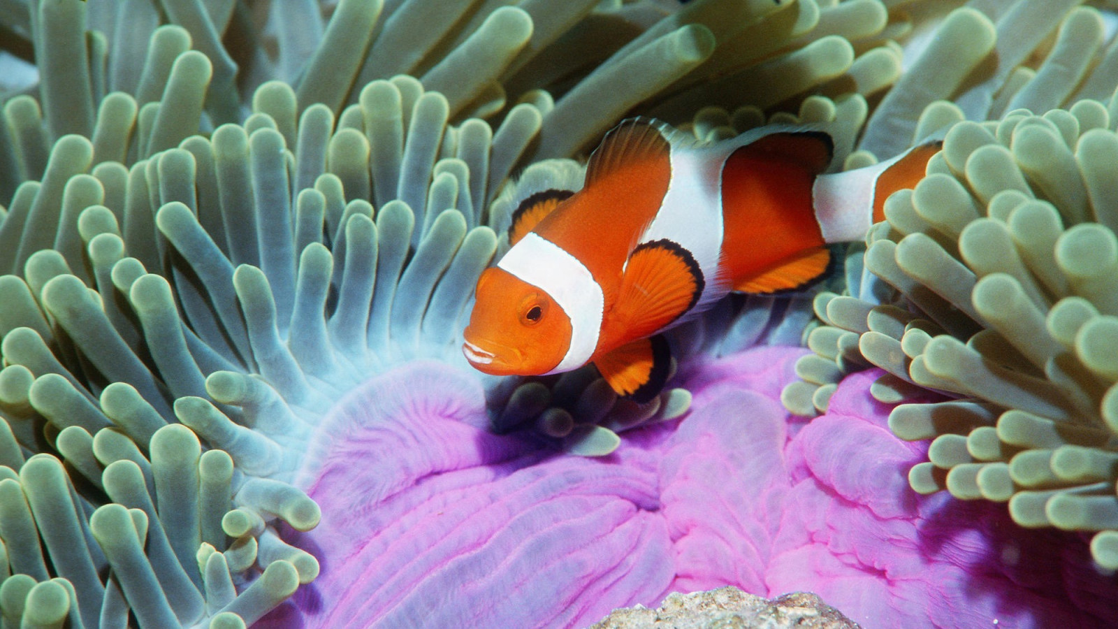 zvěř, Ryba, Pod vodou, korál, korálový útes, Clownfish, sasanky, biologie, útes, zblízka, makro fotografie, mořská biologie, organismus, korálový útes fish, Pomacentridae, pomacanthidae, mořská sasanka, sasanka ryby