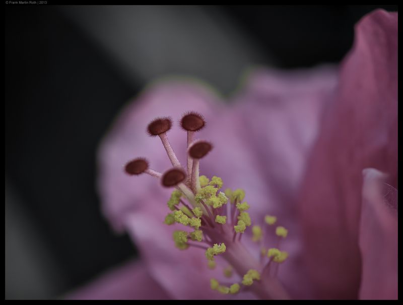 Nikon, 105mm, květ, makro, D800, F28 Nikon, 105mm, květ, makro, D800, F28