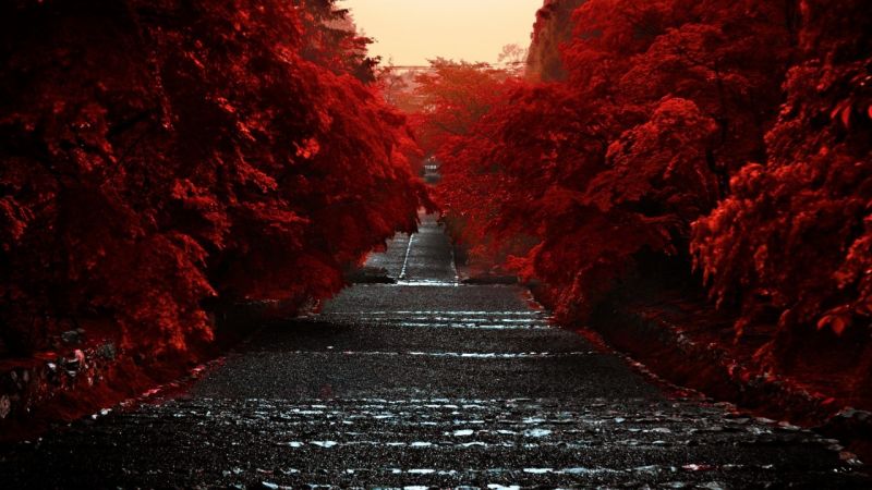 night, red, evening, light, trees, road night, red, evening, light, trees, road
