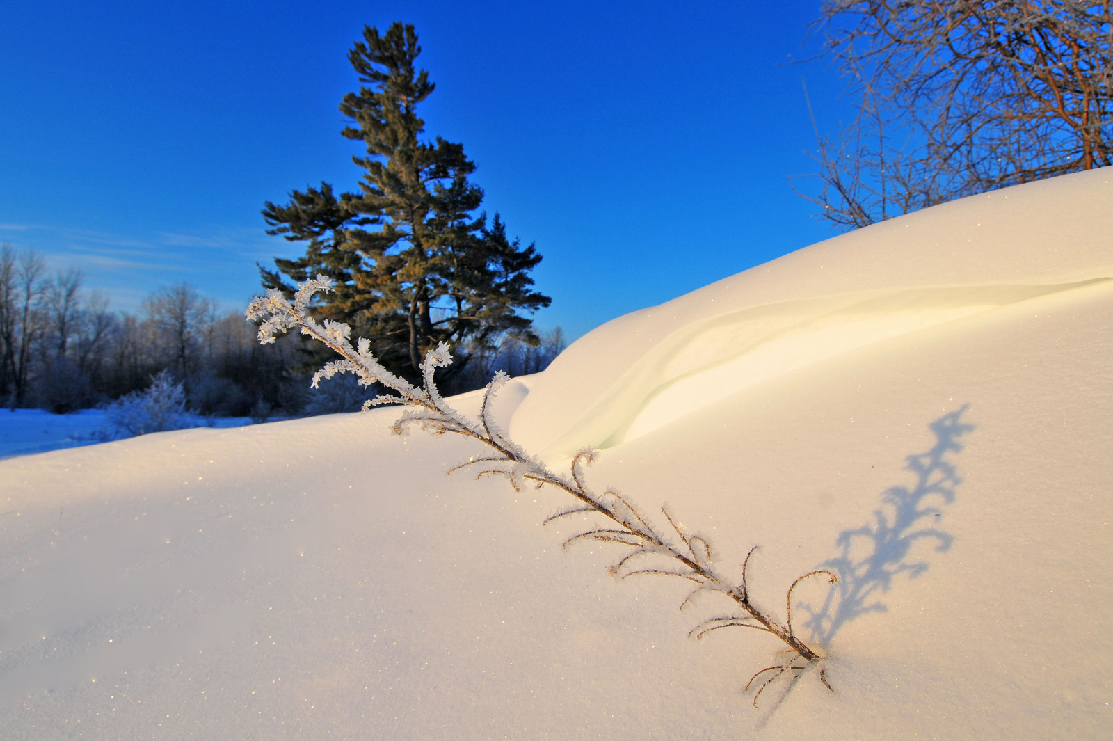 sne, vinter, himmel, træ, Fryser, sand, fyr familie, frost, landskab, afdeling, nåletræ, gran, plante