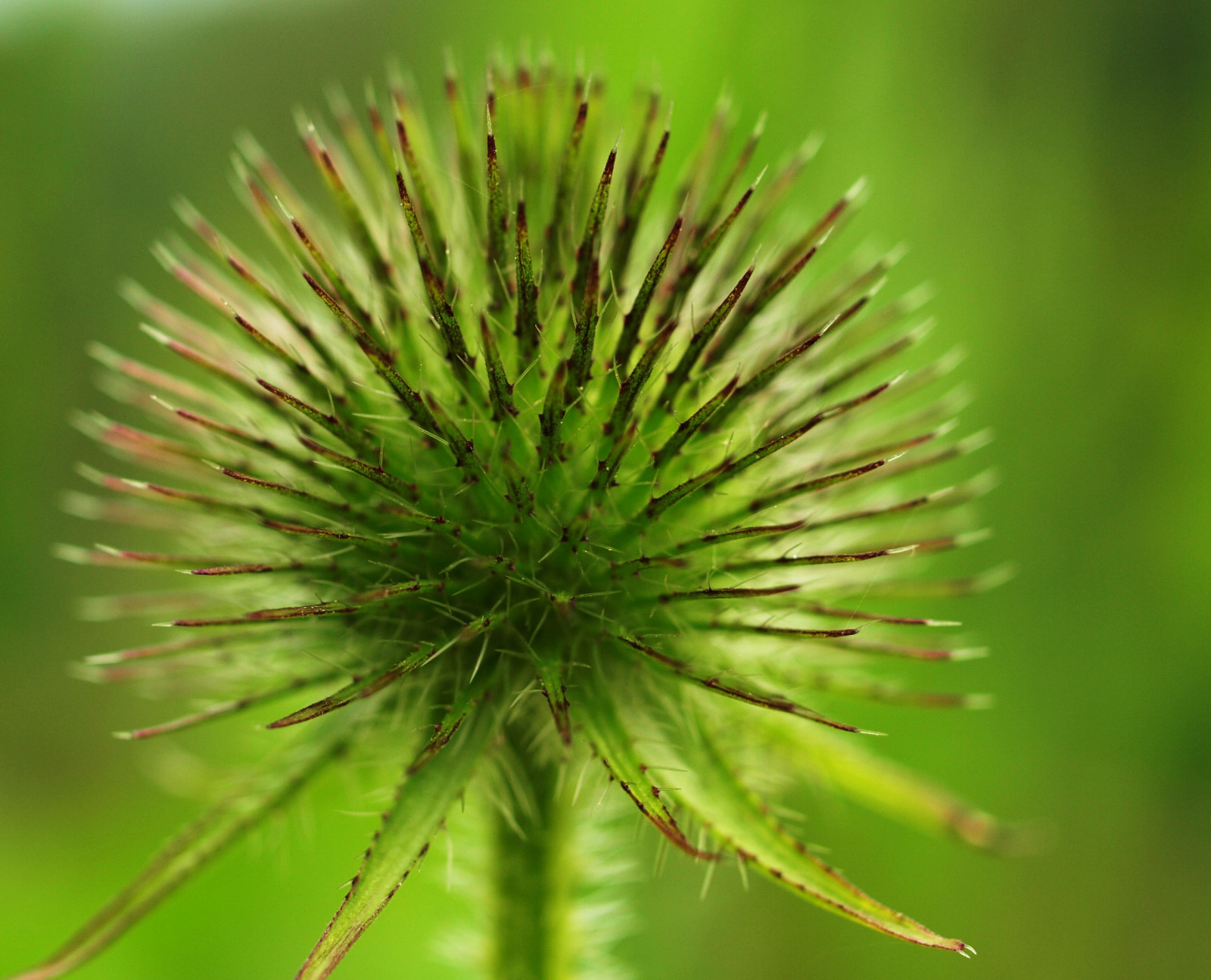 Příroda, detailní, makro, zelená, květ, květ, prozkoumat, rostlina, flóra, makro, vegetace, bodlák, goldstaraward, vosplusbellesphotos, bl te, pflanze, nahaufnahme, hobbyphotograph, andreasfucke, zblízka, makro fotografie, trny trny a trny, závod stonek, ostnatý, trnitý, nazelenalý, bluete, Grun, Stachelig, lopuch, Dornig, Stachlig, greater burdock