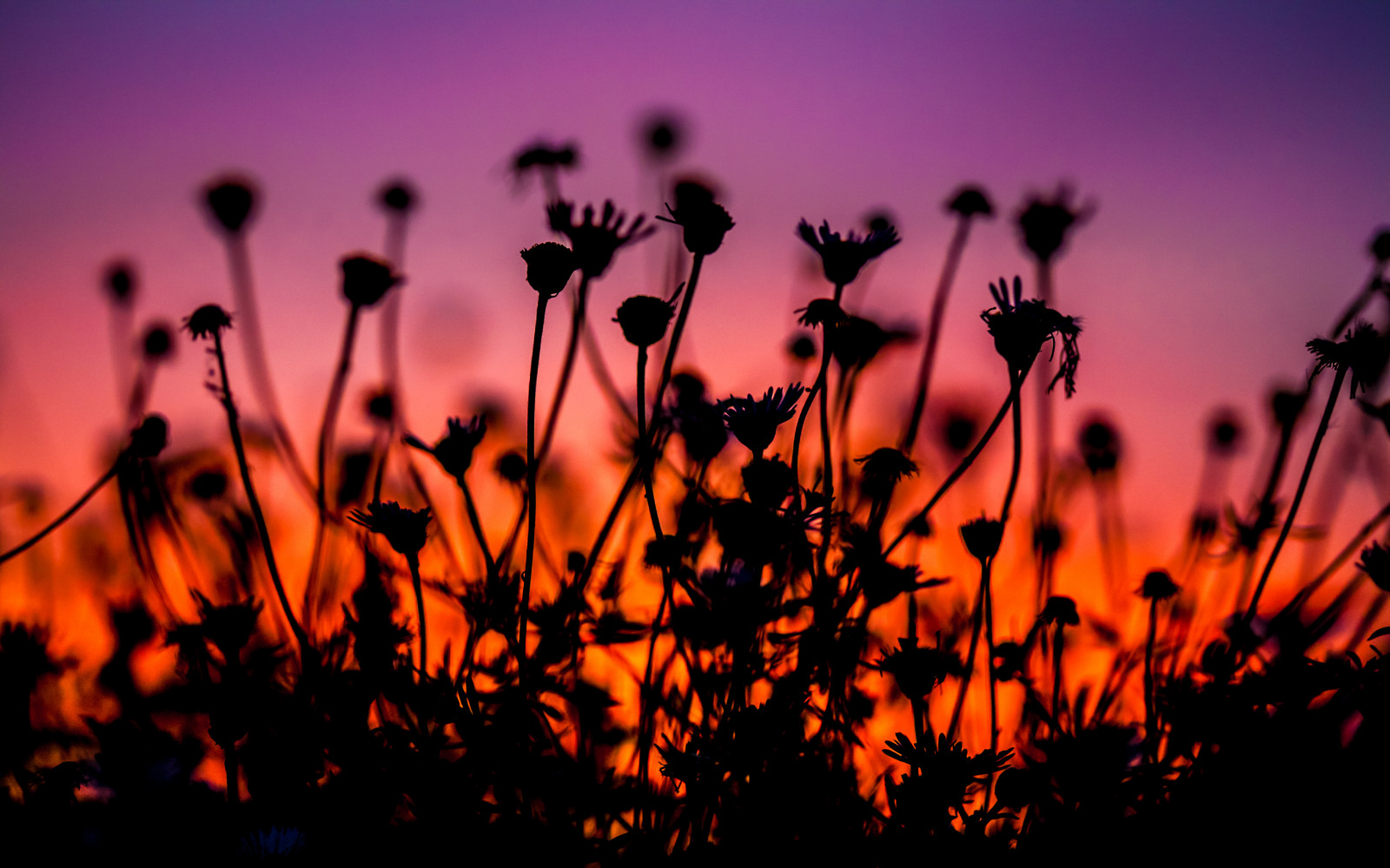 Wallpaper sunset, flowers, pink, orange, purple 4368x2731 970712 HD Wallpapers WallHere