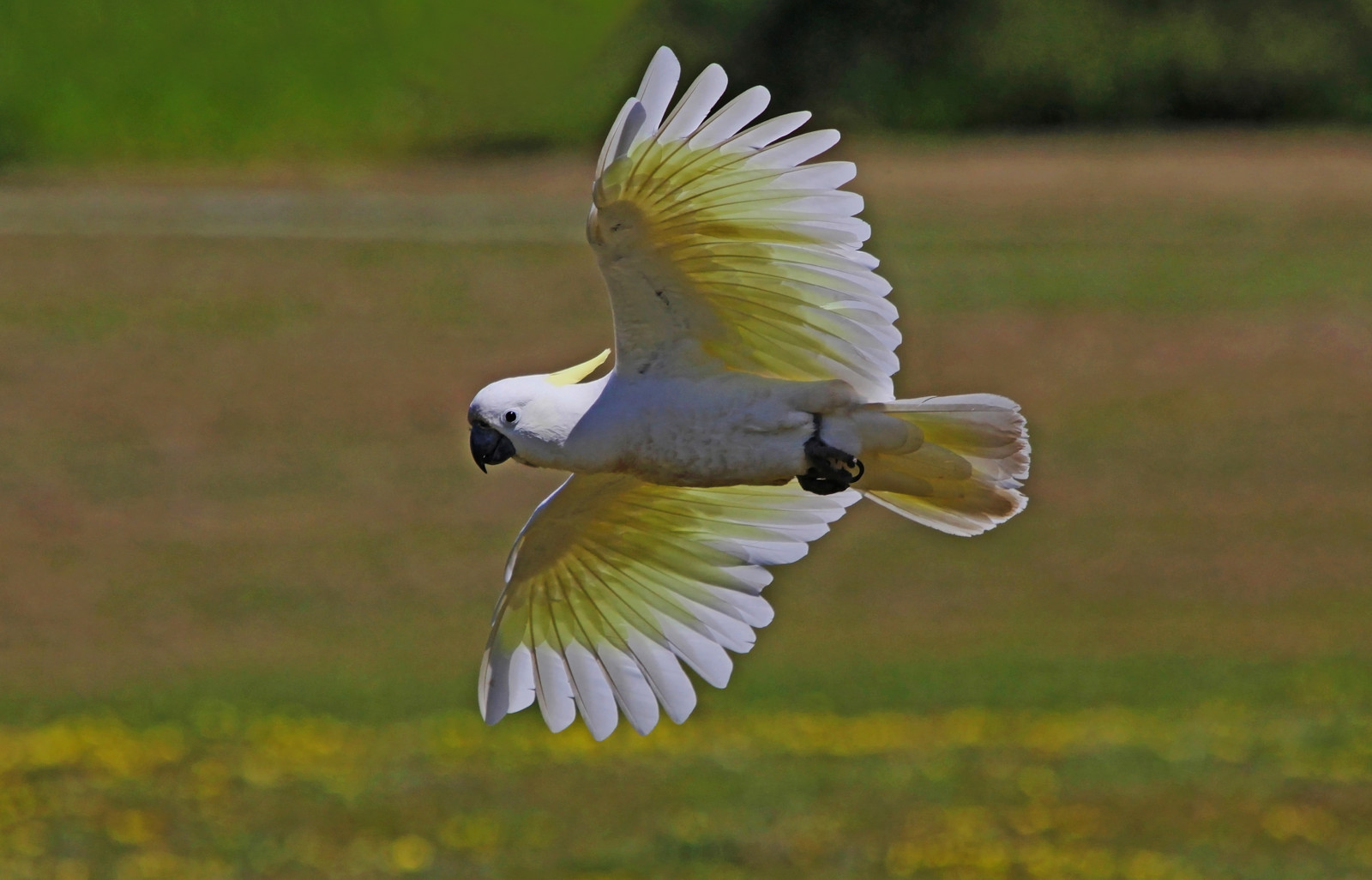 Příroda, bokeh, Volně žijících živočichů, ngc, Papoušek, Austrálie, Victoria, npc, influenza, národní geografie, ptáčník, yellowdaisy, sulphurcrestedcockatoo, Cacatuagalerita, closetonature, concordians, slbflying, Mullummullumreserve