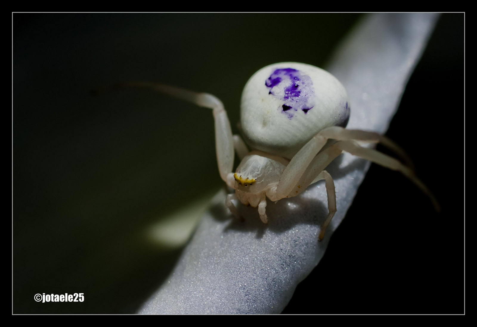 makro, hmyz, pavouk, pavoukovec, květ, mygearandme, fuji, mygearandmepremium, mygearandmebronze, Lirio, zblízka, makro fotografie, bezobratlý, členovců, organismus, s5, ara, sigma50mm, sigma50macro, fujis5pro, s5pro, fujis5, jotaele, jotaele25, jl25