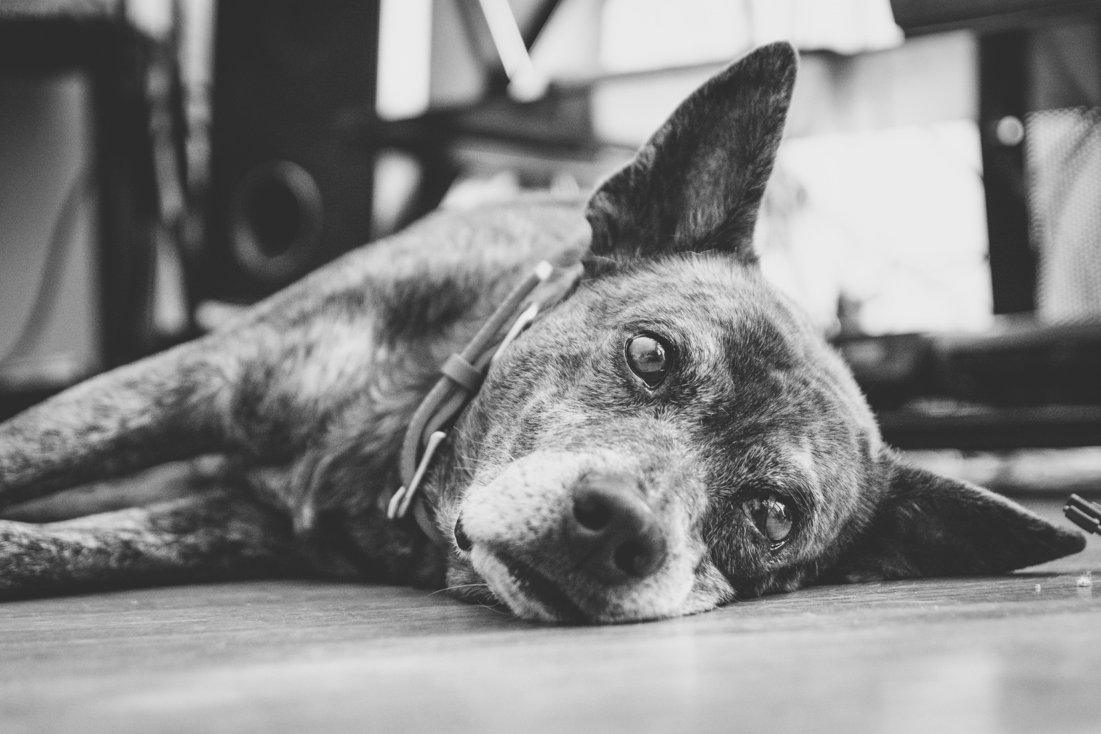 světlo, portrét, Pes, bílý, Černá, psi, černobílý, portréty, štěně, objektiv, vysoký, Nikon, výstřel, přírodní, zoom, bokeh, sigma, krytý, Rozmazané, iso, MM, štěně, F28, Upravit, Lightroom, 1750mm, D7100