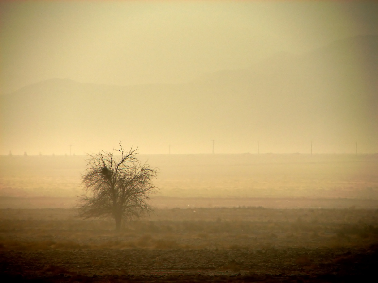 Güneş ışığı, Manzara, Ot, gökyüzü, alan, gündoğumu, sakin, akşam, sabah, sis, çöl, ufuk, atmosfer, Sabre, İran, Pus, Farsça, Ağaç, sis, Şafak vakti, Çayır, yalnız, kuş, Trident, sade, Coğrafi etiketlenmiş, Toplama, Silme 10, Persia, İran, çayır, kurtar beni, Kırsal alan, Bilgisayarın duvar kağıdı, Toprak atmosferi, Silin 5, beni Sil, Silme2, Silme3, Silme4, Silme6, Silme7, Ekolojik bölge, buluşmak, Silme8, Silme9, Flickrmeetup, Farsça, Hamed, Kashan, Qum, Ne olurdeleteme12