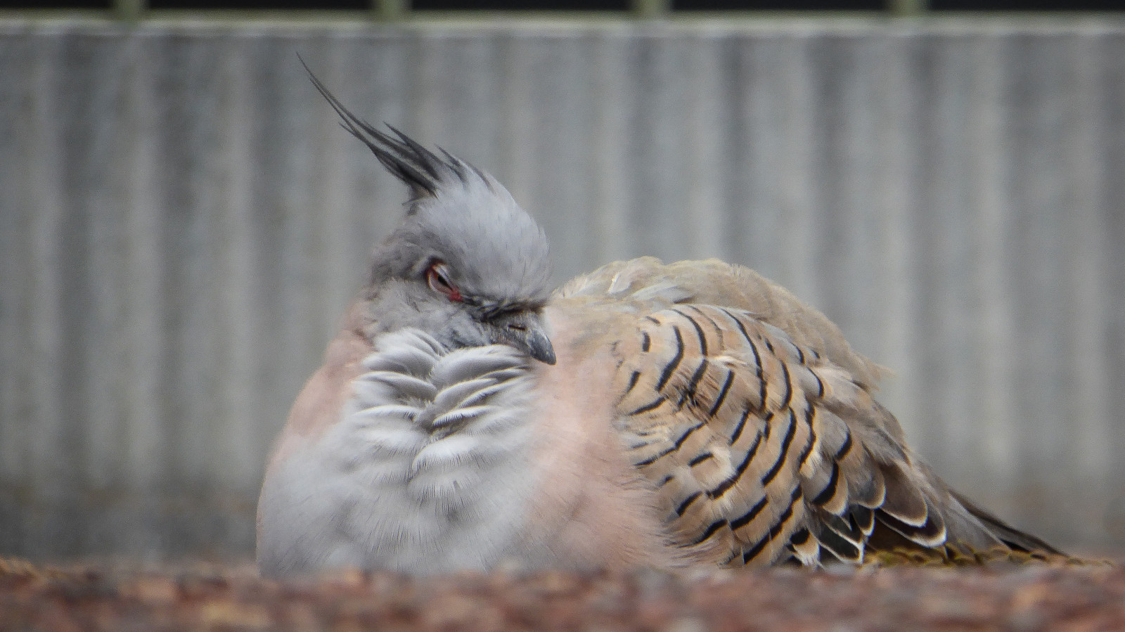 pták, fauna, zobák, Pírko, Volně žijících živočichů, křídlo, holubi a holubice, pěnkava