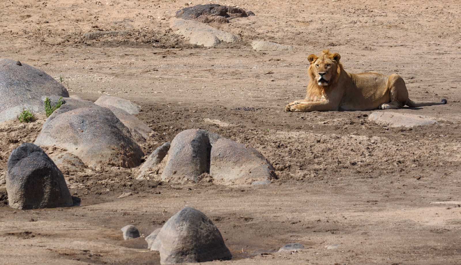 Afrika, cestovat, mužský, Příroda, zvíře, zvěř, Skála, kočka, řeka, Tanzanie, Zvířata, písek, reisen, Volně žijících živočichů, natur, lev, Balvan, afrika, katze, odpočívá, severní, Ufer, banky, Lowe, Felsen, Marariver, tansania, 2015, Pantheraleo, Serengetinationalpark, anymotion, 7d2, canoneos7dmarkii, Ausruhend