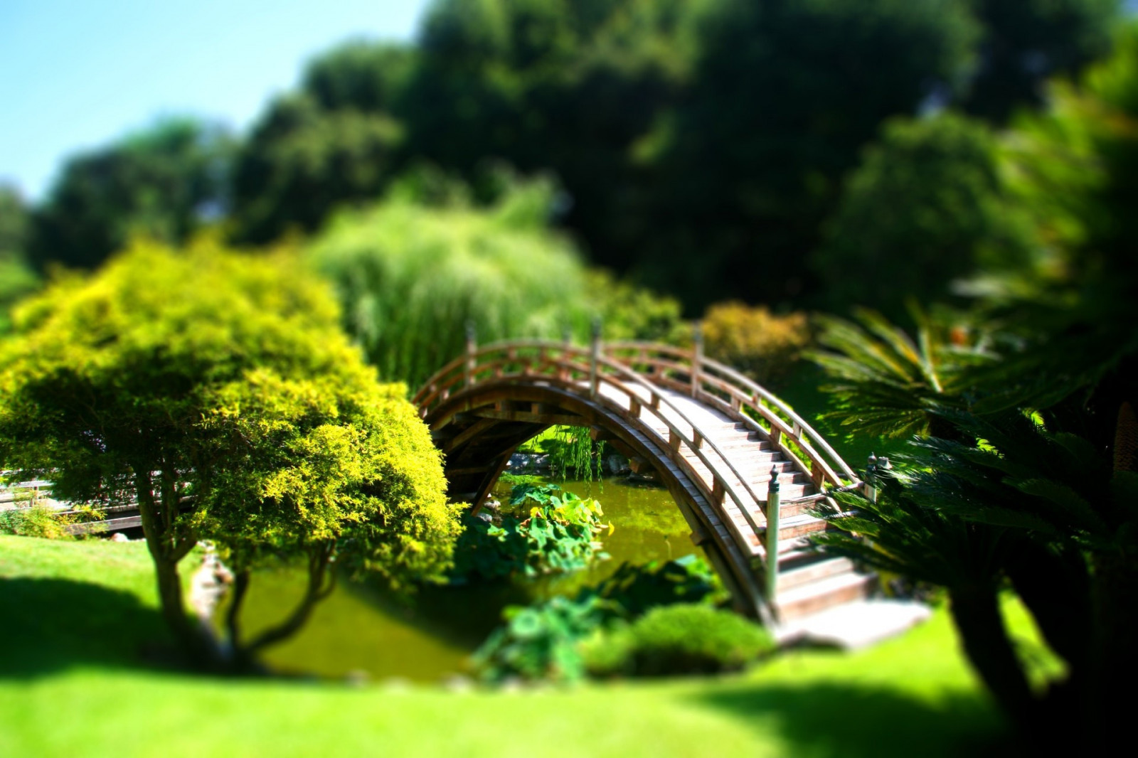 luce del sole, foresta, giardino, natura, erba, ramo, verde, ponte, giungla, tilt shift, foresta pluviale, cortile, albero, foglia, fiore, cortile, pianta, flora, prato, botanica, pianta legnosa, arbusto, giardino botanico