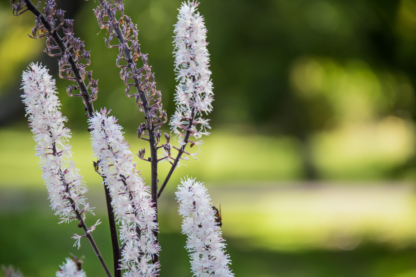 have, natur, græs, afdeling, grøn, frost, blomst, forår, træ, blad, blomst, plante, flora, blomma, lund, botaniskatr dg rden, exif model canoneos760d, geocountry, kamera gør kanon, geocity, kameramodel canoneos760d, geostate, geolocation, exif linse efs18200mmf3556is, exif åbning 56, exif focallength 200mm, exif gøre kanon, exif isospeed 500, botanicgarden, Botan, t dg rd, wildflower, botanik, jord plante, blomstrende plante, vedplante, tæt på, Busk, makrofotografering, stængelplante