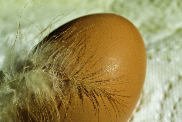 2017,macromondays,makro,egg,feather,kati