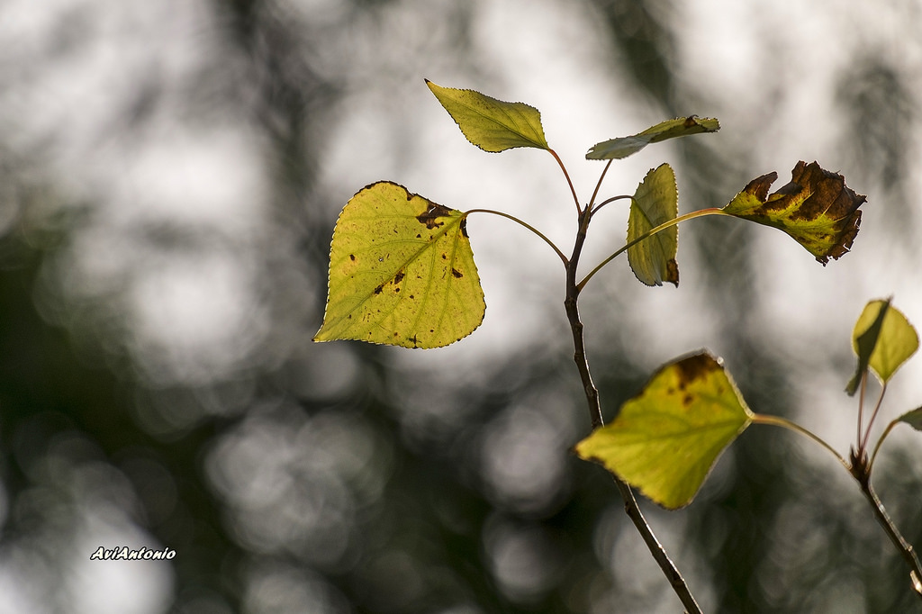minimalisme, fulles, contrallum, brots, hojas, contraluz, brotes, bokeh