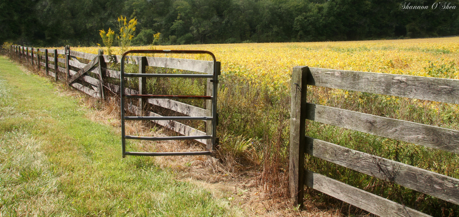 Wallpaper landscape, field, farm, path, hay, nature reserve, Maryland