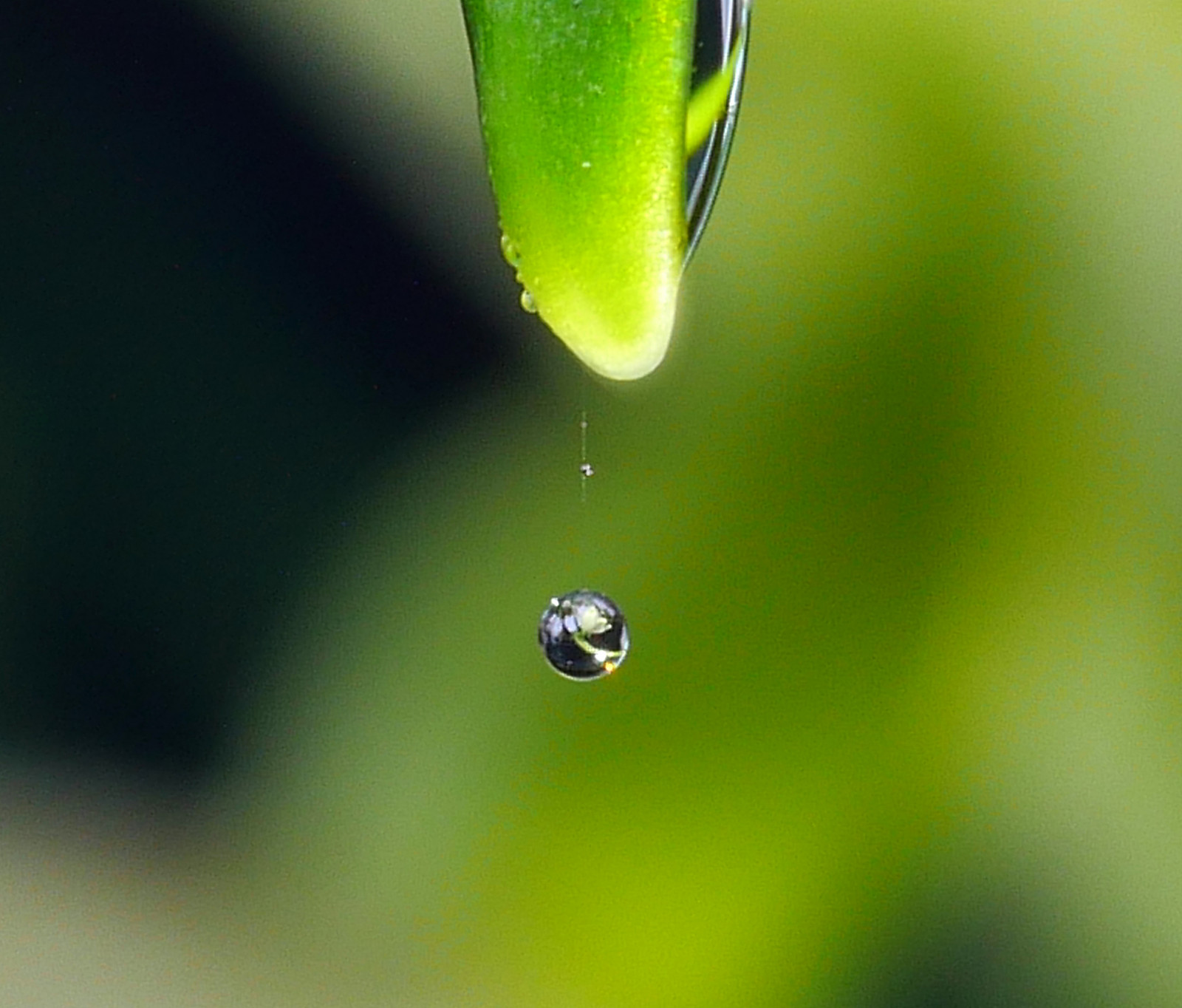 แสงแดด, น้ำ, ธรรมชาติ, การสะท้อน, การถ่ายภาพ, สีเขียว, สีเหลือง, น้ำค้าง, ใบไม้, ดอกไม้, ปลูก, หยด, พืช, หยด, กลีบดอก, wasser, tropfen, วอลล์เปเปอร์คอมพิวเตอร์, ใกล้ชิด, การถ่ายภาพมาโคร, ต้นกำเนิด, ความชื้น, wassertropfen