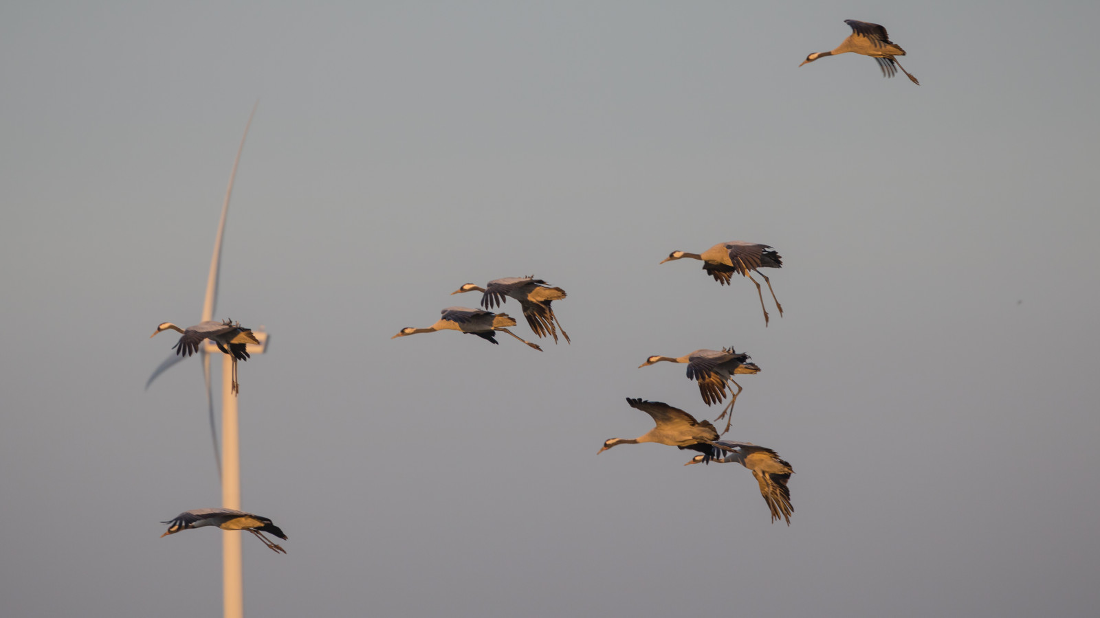 dyreliv, Flyvningen, blad, fugl, kran, f gel, Trana, pulken, flok, vinge, fauna, siddepinde fugl, vand fugl, fugletræk, migration dyr, kran fugl