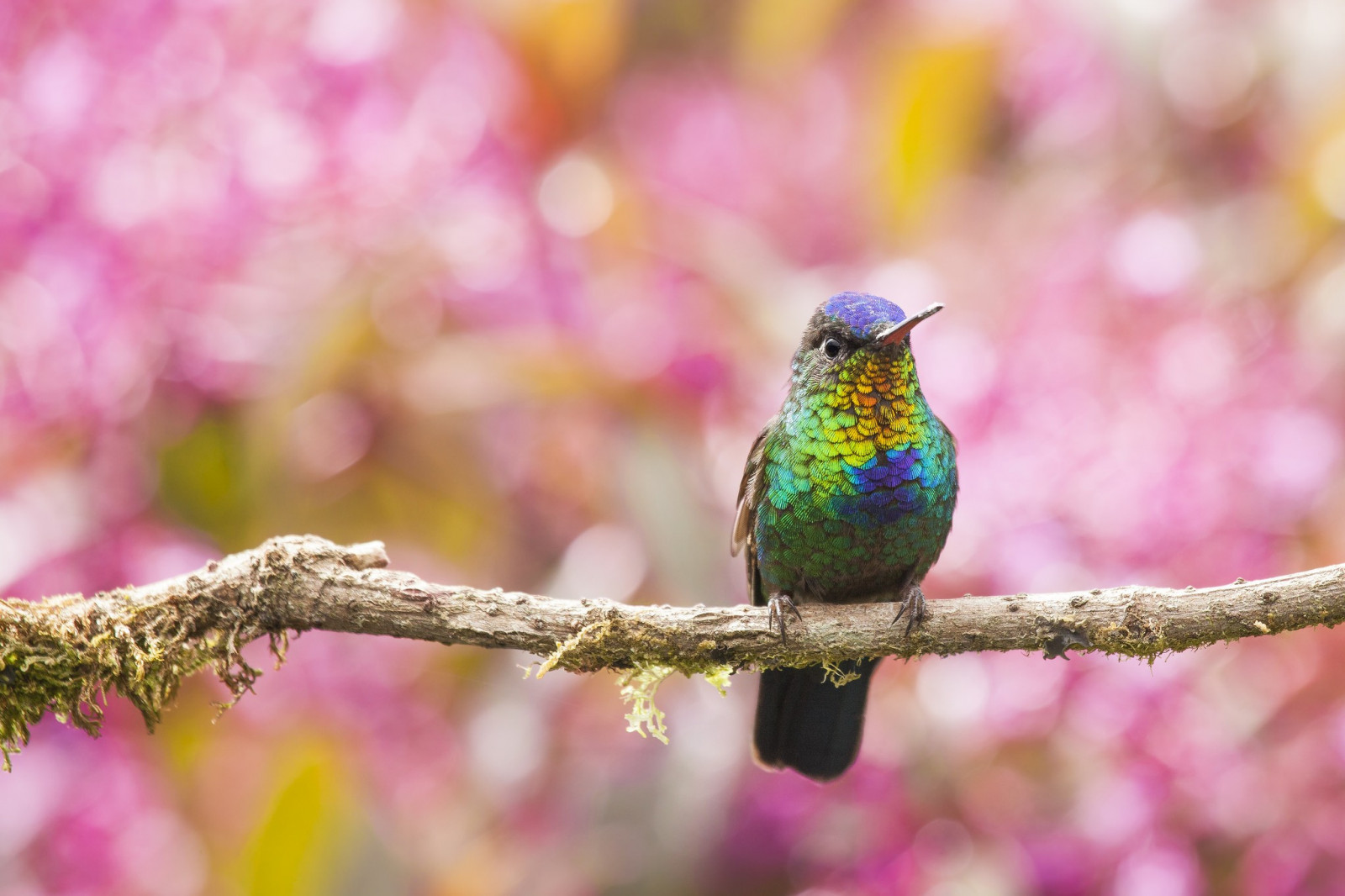 madarak, természet, ág, vadvilág, kivirul, csőr, virág, madár, növényvilág, kolibri, fauna, rúdon ülés bird, gerinces, bezár, makró, légykapófélék