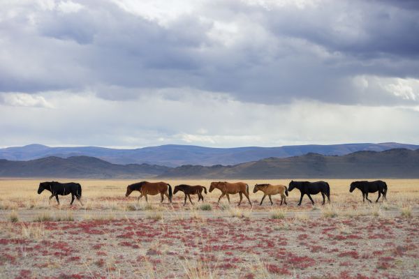 cloud,sky,mountain,horse,Natural landscape,terrestrial animal