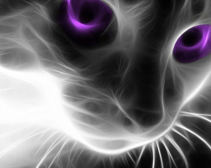 kat, dyr, monokrom, kunstværk, øje, whiskers