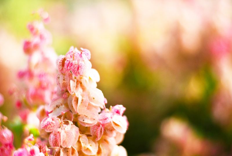 barvitý, květiny, Příroda, fotografování, větev, Červené