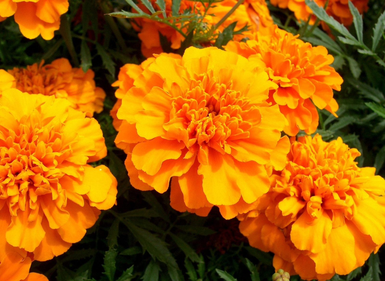 Wallpaper velvet, flowers, bright, close up 2300x1680 1082951