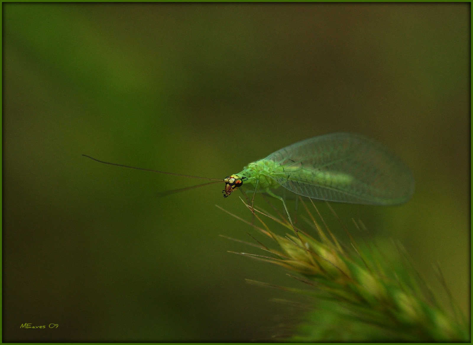 makro, zelená, Příroda, tráva, detailní, štěnice, hmyz, pentax, Lacewing, kubismus, hrnec zlata, naturesfinest, Greenlacewing, blueribbonwinner, sigma105mm, mywinners, abigfave, K10D, pentaxk10d, specinsect, magicofaworldinmacro, buzznbugz, themacrogroup, theperfectphotographer, natureselegantshots, rubyphotographer, qualitypixels