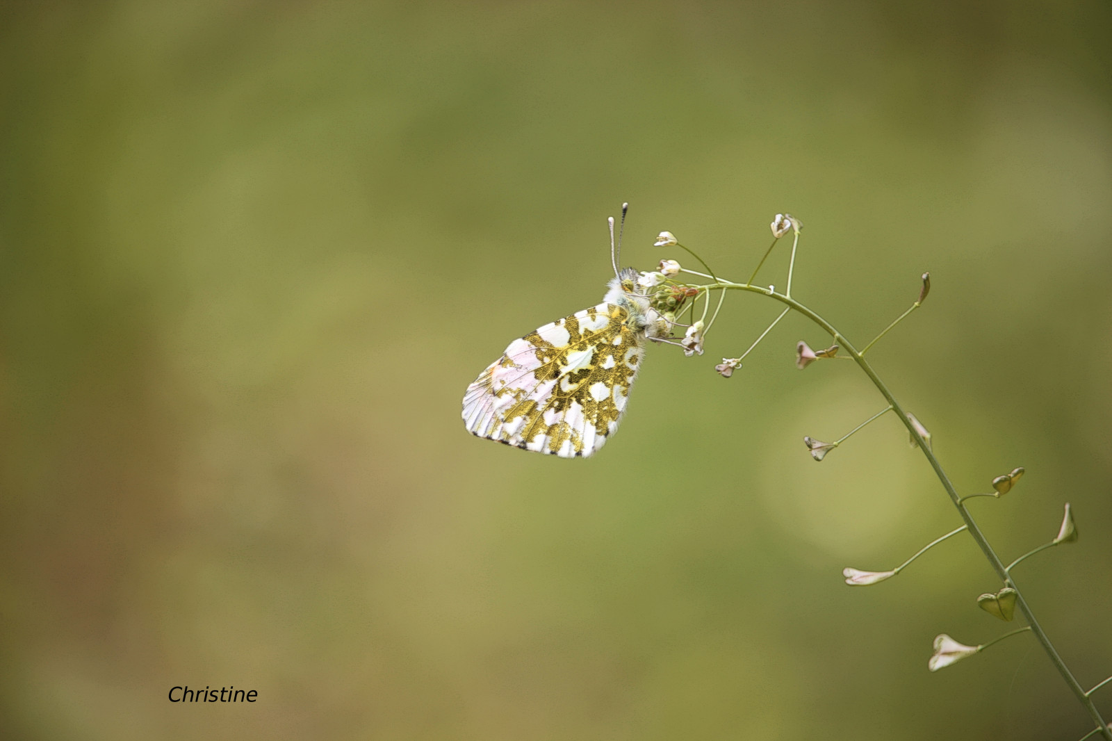 Spring Papillon Wallpaper : water, grass, butterfly, spring, flower, flora, papillon ...