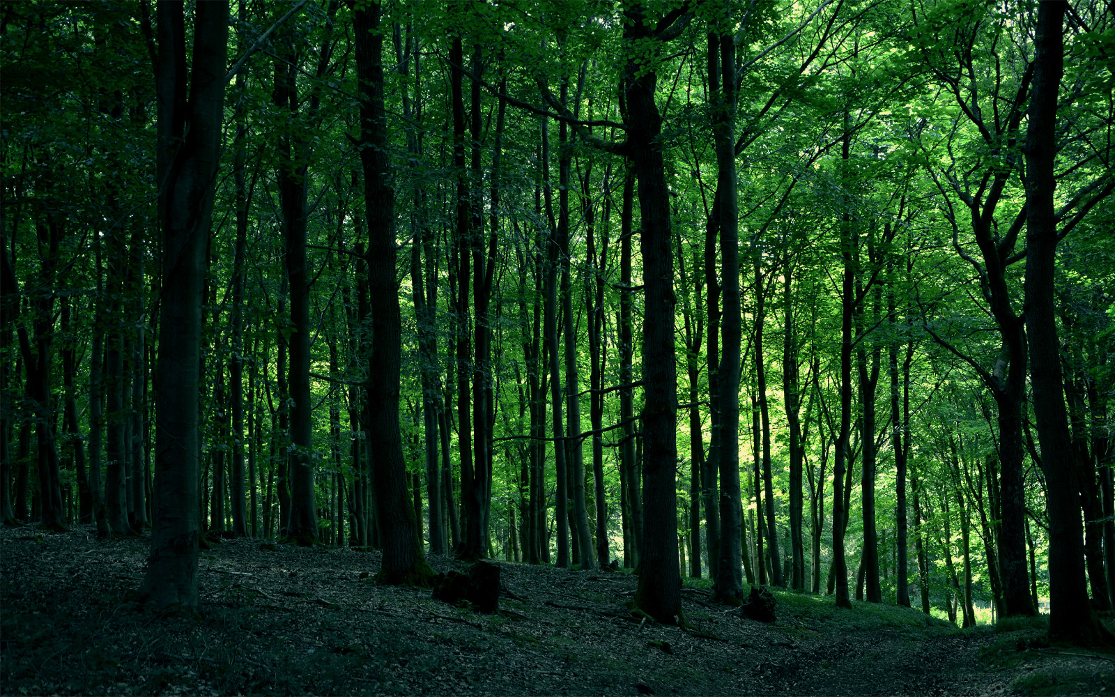 Obrázky na plochu : príroda, les 2560x1600 - reap0R - 1514625 - Tapety