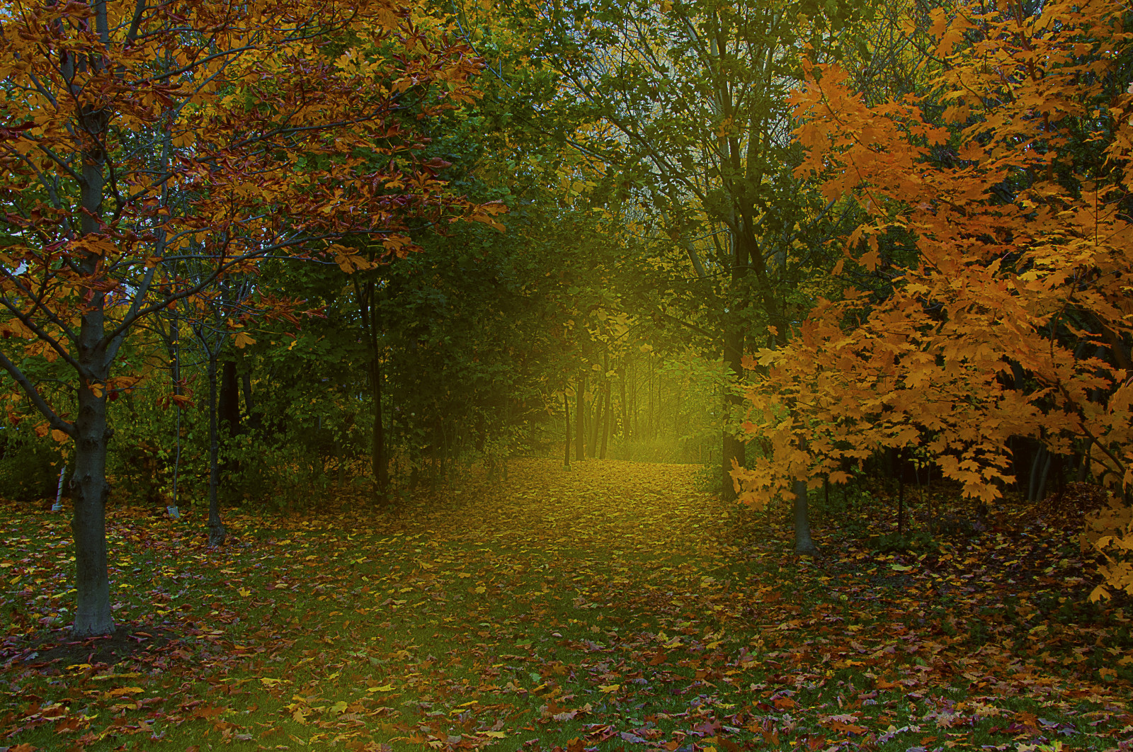 luce del sole, alberi, foresta, autunno, natura, parco, ramo, giallo, mattina, nebbia, Canada, Ontario, Mississauga, GTA, albero, autunno, nebbia, foglia, pianta, stagione, getty, bosco, habitat, ambiente naturale, fenomeno atmosferico, pianta legnosa, ecosistema, bioma, foresta temperata, deciduo, greatertorontoarea, giallastro