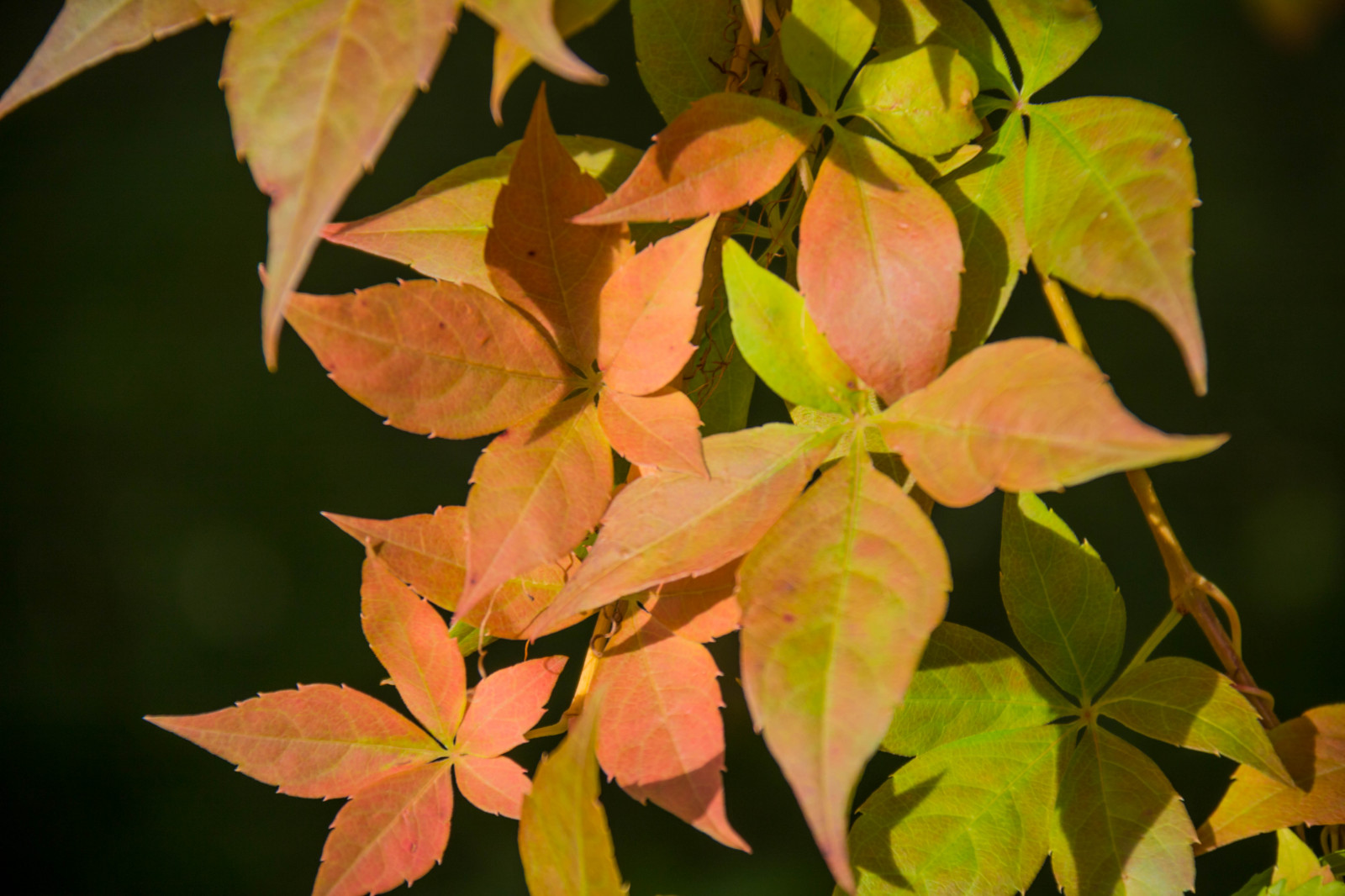slunečnímu záření, zahrada, Příroda, větev, zelená, strom, podzim, list, květ, rostlina, sezóna, flóra, Lund, botaniskatr dg rden, Botanická zahrada, Botan, T dg rd, botanika, suchozemská rostlina, kvetoucí rostlina, dřevina, keř, makro fotografie, závod stonek, opadavý, javor, Javorový list