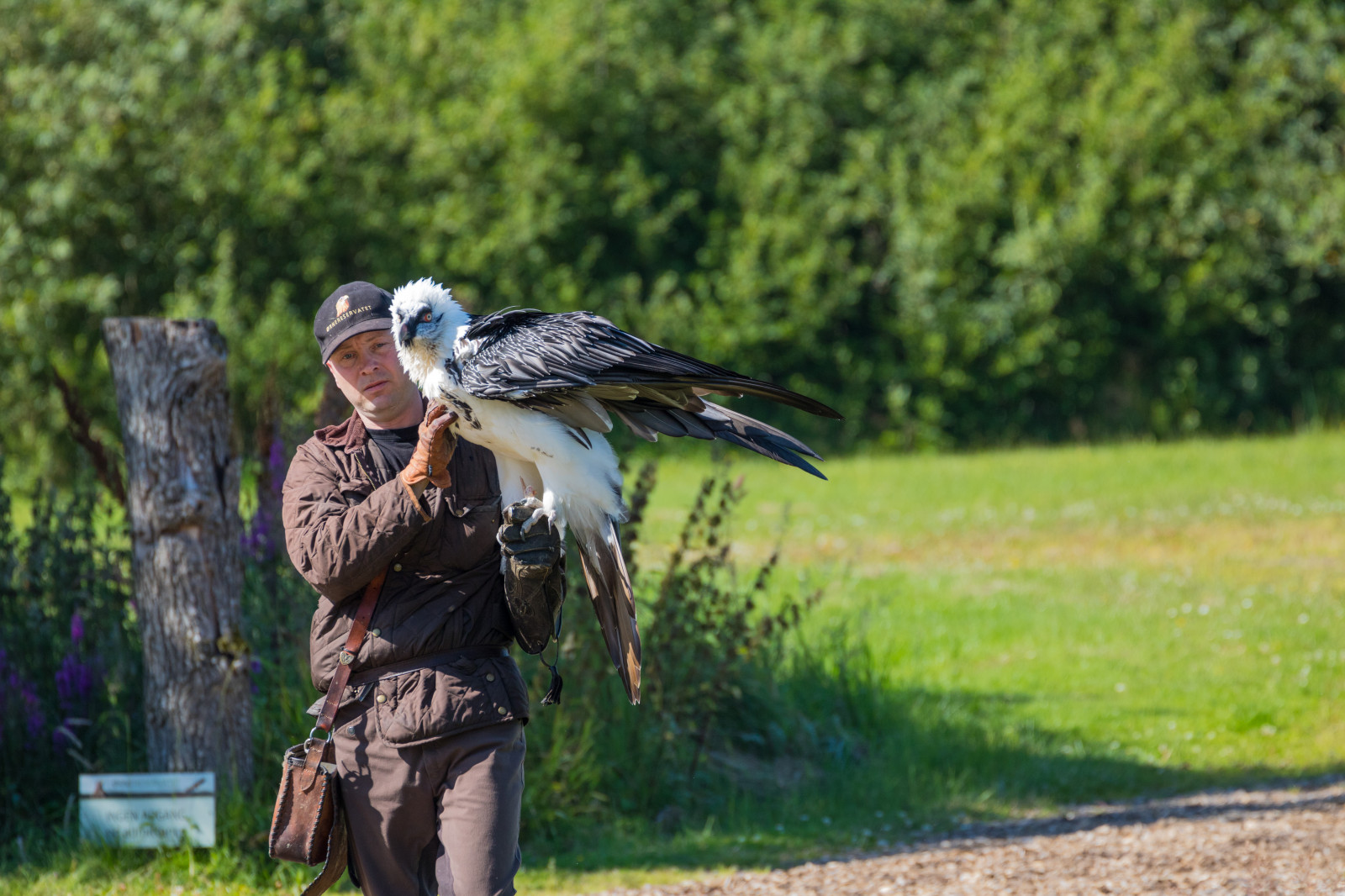 Volně žijících živočichů, dravý pták, kachna, Dánsko, pták, birdofprey, Danmark, f gel, exif modelu canoneos760d, geocountry, Kamera aby kánon, geocity, Model fotoaparátu canoneos760d, geostate, geolocation, exif aby kánon, EXIF otvor 63, exif isospeed 200, EXIF ef70300mmf456lisusm čočka, exif focallength 300mm, Skagen, rovf gel, eagleworld, rnreservatet, beardedvulture, gypaetusbarbatus, lammgam, vodní pták